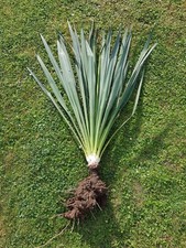 Yucca filamentosa Gartenyucca