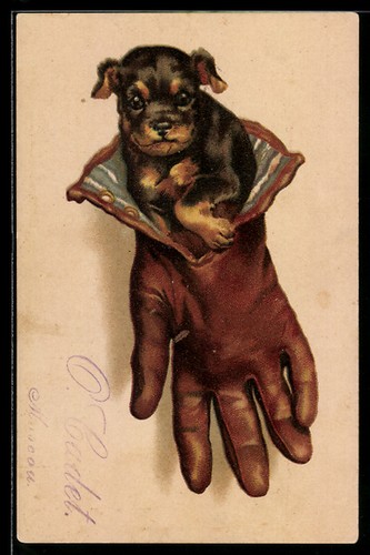 Künstler rottweiler welpe - künstler-ak, rottweiler-welpe