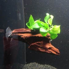 Wurzel+Saugnapf m. Anubias nana GOLD - Zwergspeerblatt Aquarienpflanze Aquarium