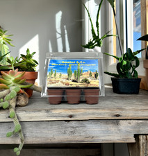 Tropica Kaktus Anzuchtset -