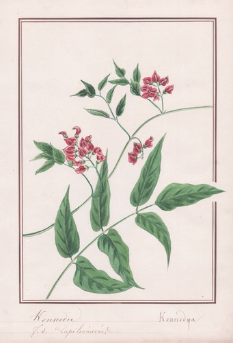 Hyoscyamus albus weißes - hyoscyamus,