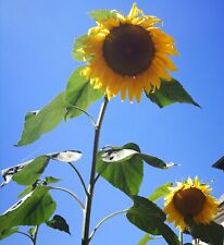 40 Blumensamen Saatgut Riesen-Sonnenblume, Bienenweide, Vogelfutter 2024 a