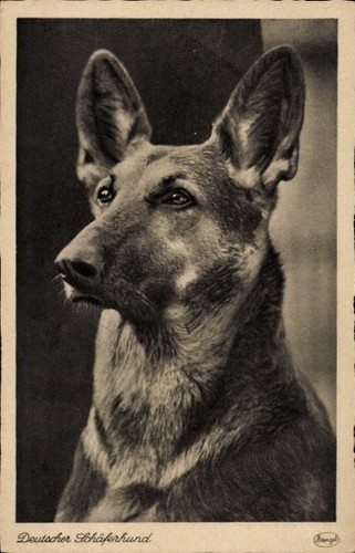 Deutscher schäferhund - deutscher,
