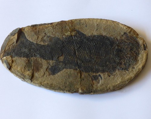 Fossil fisch paramblypterus - fossil,