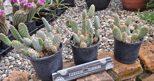 Opuntia basilaris var