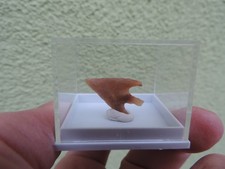 schöne Steinzeit-Pfeilspitze Neolithikum aus Algerien