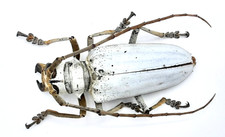 Cerambycidae, Rosenbergia