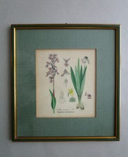 antik, Original-Kupferstich, "Männliches Knabenkraut", um 1800                  