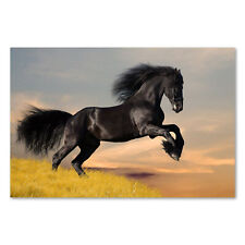Postereck 0213 Poster Leinwand Schwarzes Pferd, Rappe Hengst Tier Reiten Natur