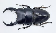 Dorcus ritsemae curvus, A1-, 65 mm, #LD180