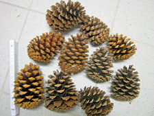 Tannenzapfen, Kiefernzapfen Advent bis  14 cm groß ca. 10-15 Stück