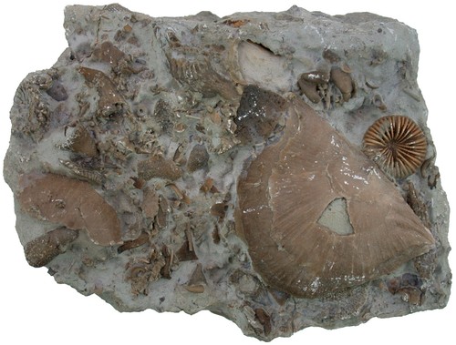 Silur palaeocyclus - silur,