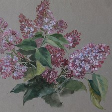 Flieder Blüte Pflanzenstudie unsigniert Aquarell und Bleistift 2 Hälfte 19 Jhd