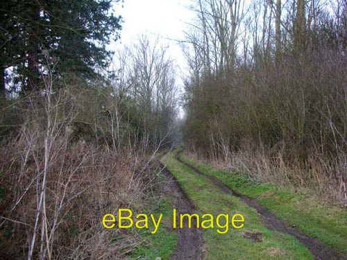 Foto 6x4 wald winter thorpe - im,