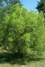 12 Black Willow Tree Cuttings