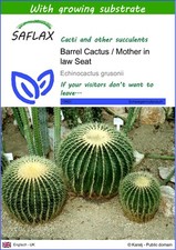 SAFLAX - Fasskaktus / Schwiegermuttersitz - 40 Samen - mit Erde - Stachinokakt