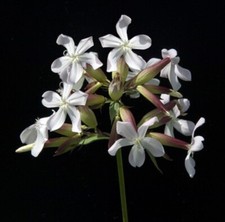 Seifenblume Saponaria officinalis 10 Samen frosthart und mehrjährig