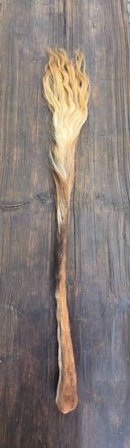 Kuhschweif ochsenschweif - kuhschweif,
