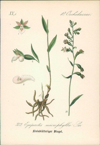 Chromolithographie - ,