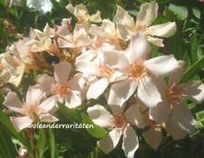 Oleander angiolo pucci 70cm - angiolo, 60-70cm