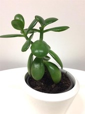 Bonsai Crassula ovata var minor Jadebaum Geldbaum