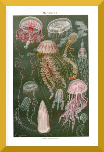 Medusen 120 jahre - medusen,