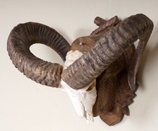 Schönes Mufflongehörn auf