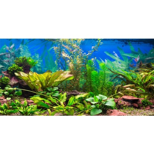 Aquarium terrarium hintergrund - terrarium,