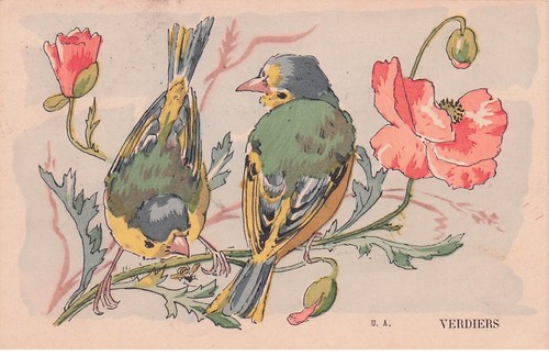 Vögel der verdier illustrator - vÖgel,