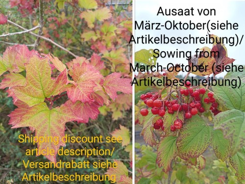 Gewöhnlicher schneeball - gewöhnlicher,