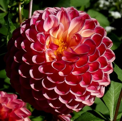 Dahlien - (◕‿◕)\@,