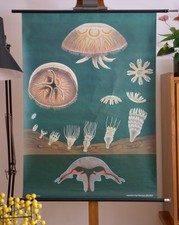 VINTAGE | SCHULWANDKARTE QUALLE JELLY WANDBILD JUNG KOCH QUENTELL | SCHOOL CHART
