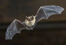 3D Postkarte Fledermaus Tier Motiv Wackel Hologramm Karte Souvenir