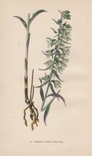 Violette Stendelwurz Epipactis purpurata CHROMOLITHOGRAPHIE von 1904 Orchideen
