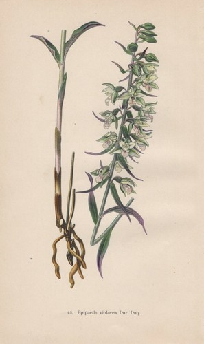 Violette stendelwurz epipactis - violette,