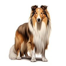 3x Sticker Long Hair Collie