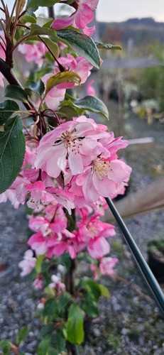 Malus hybrida van eseltine - x, 'van