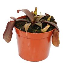 Exotenherz - Rotblättrige Kannenpflanze - Nepenthes - 9cm