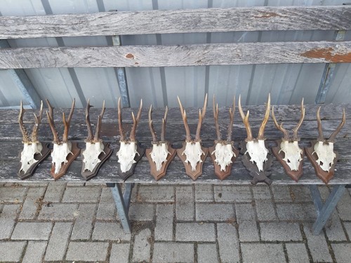 Rehbock trophäe - rehbock,