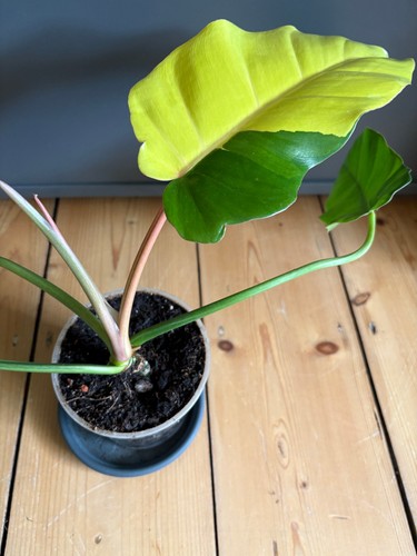 Philodendron jungle fever - philodendron,