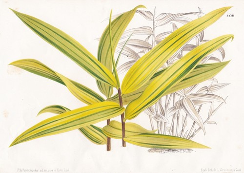 Bambusa bambus pleioblastus - bambus,