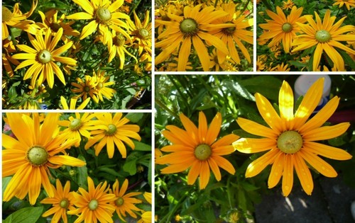 Sonnenhut riesen blüten 10 - _sonnenhut_riesen,