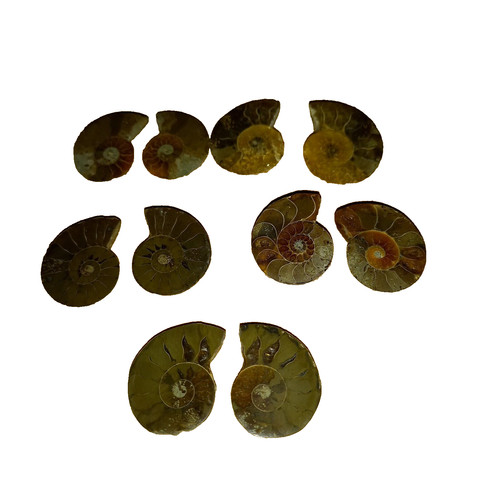 Mini phylloceras paar - phylloceras,