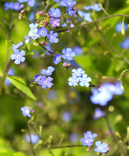 Staude kleinblütige bergminze - staude,