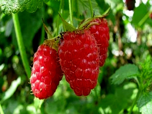 Himbeeren rot rubus - himbeeren,