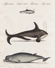 Wallfische whale Delfine Balaena musculus dolphins Kupferstich Bertuch 1802