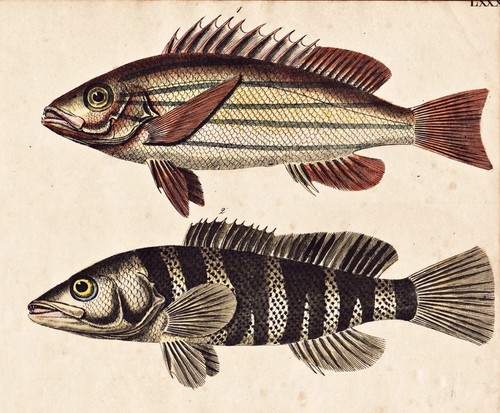Fish fisch fische - fish, sogo