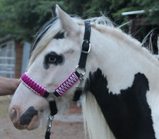 SHETLAND PONY Shetty