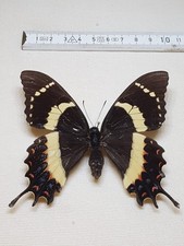 Papilio Garamas Ssp. Electryon