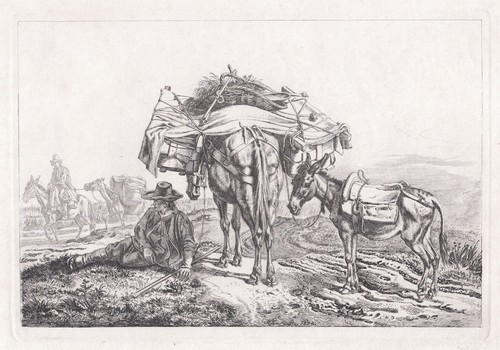 Esel maultier donkey - donkey, mule
